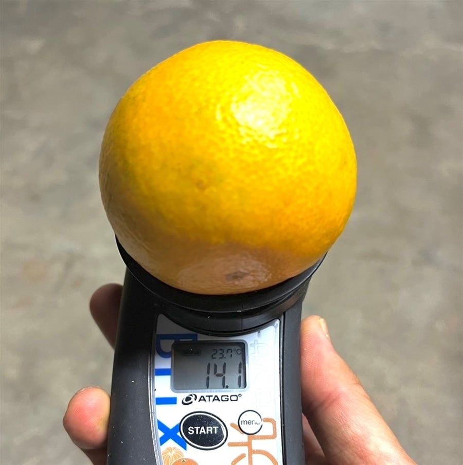 糖度14度以上のものを厳選!