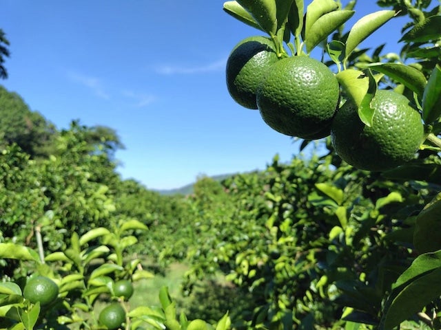 小夏・直七ゼリーセット 160g×8個(各4個)