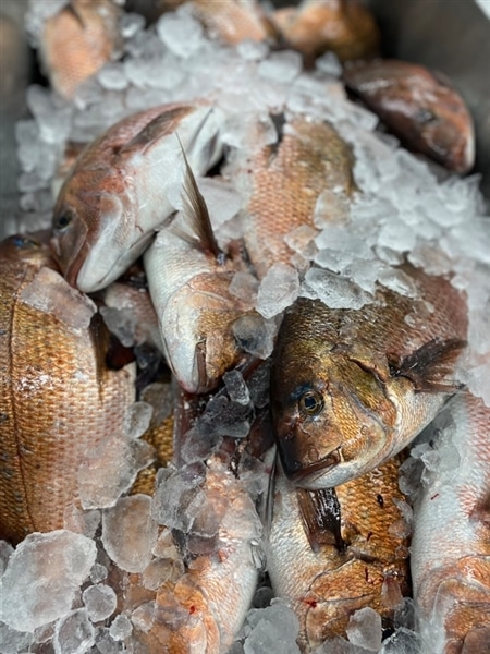 高知の恵み、生姜で育てた極上真鯛!