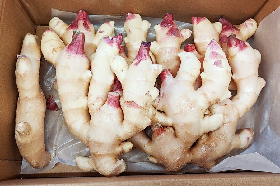 新生姜 4kg: とさのさとアグリコレット|【JAタウン】産地直送 新生姜 4kg: とさのさとアグリコレット|【JAタウン】産地直送