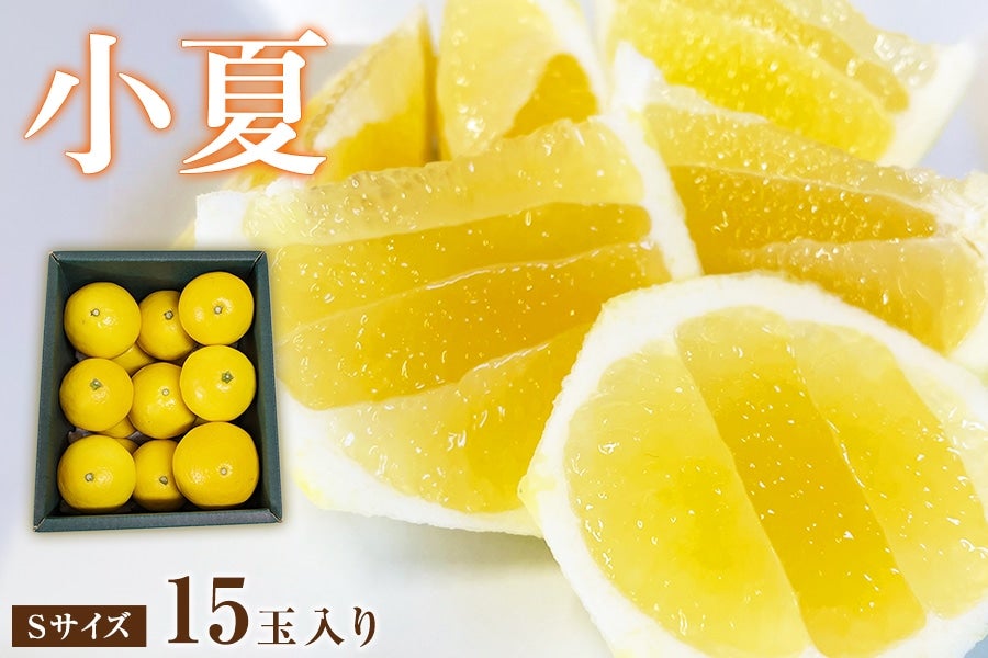 激安 超特価商店街  贈答用】小夏 Sサイズ15玉入: とさのさとアグリコレット|【JA 小物