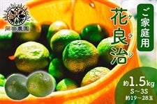 【ご家庭用】 岡宗農園 花良治(ケラジ)青玉 約1.5kg