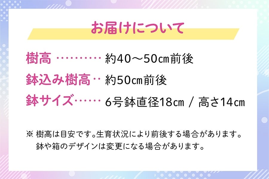 4月2日より販売開始! ◎【母の日】≪限定150セット≫ あじさい福岡県限定品種『筑紫ルビー』鉢植え ※5月7日一斉配送予定