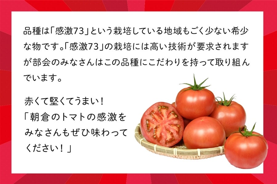 ◎JA筑前あさくら トマト『感激73』(B品)※12月中旬〜順次出荷予定