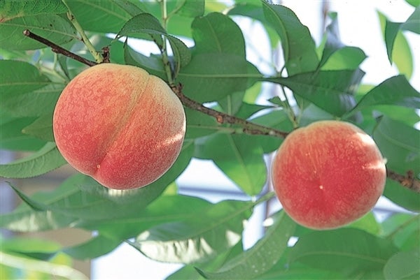 産地直送 通販 お取り寄せ お中元 Jaふくおか八女 桃 1kg化粧箱 6 21 順次出荷予定 博多うまかショップ jaタウン 産地直送 通販 お取り寄せ お中元 Jaふくおか八女 桃 1kg化粧箱 6 21 順次出荷予定 博多うまかショップ jaタウン
