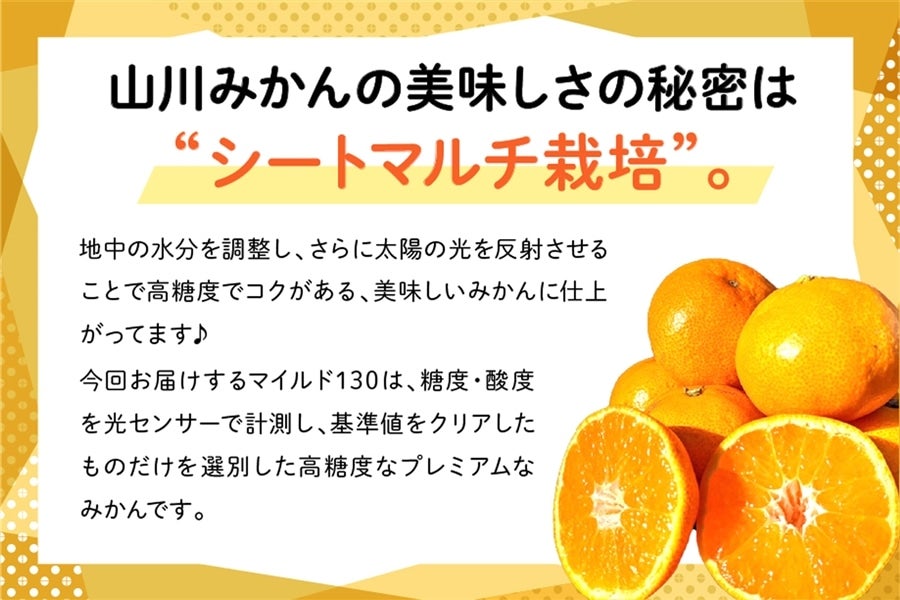 ◎JAみなみ筑後 山川みかん『マイルド130』M玉 約4㎏ ※10月末頃