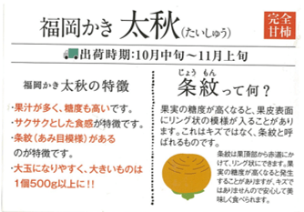 ◎JA筑前あさくら 太秋柿 約4.5㎏ ※10月上旬～下旬発送予定