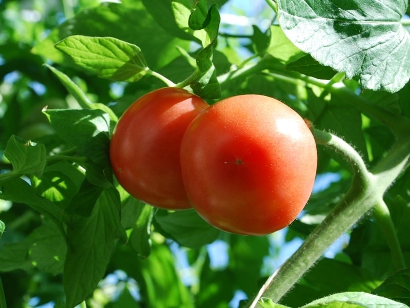 桃太郎とまとをたっぷり使いました!