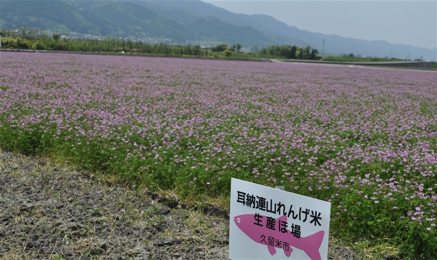 れんげ米」玄米10㎏【特別栽培米・ひのひかり】 JA福岡くるめ（令和7