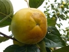 ���y�c�؁z���H�`�@2�{(JA�ʎ��c�Ղ�j