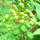 ���R���ʎ��c�؁@2�{(JA�ʎ��c�Ղ�j