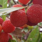 ���R���ʎ��c�؁@1�{(JA�ʎ��c�Ղ�j