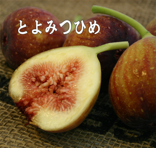 産地直送 通販 お取り寄せ筑前あさくら いちじく とよみつひめ 900g ゆりカーゴにてお届け 博多うまかショップ ｊａタウン