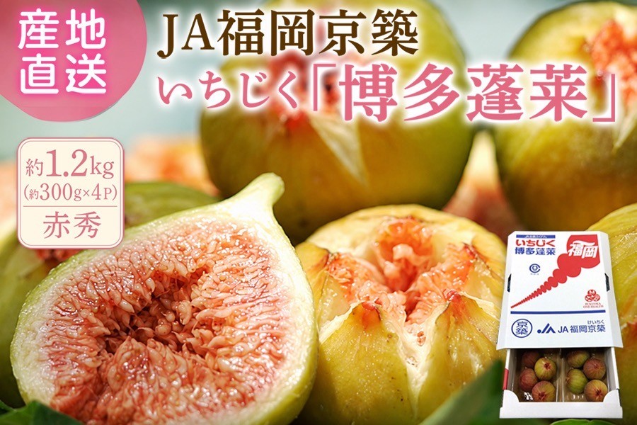 赤秀】いちじく『博多蓬莱』約1.2㎏（約300g×4パック） ◎JA福岡京築