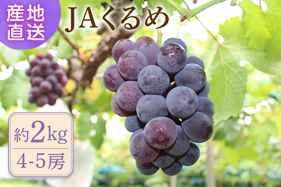 ◎JA直鞍（ちょくあん） 巨峰約1.2kg(種あり): 博多うまかショップ