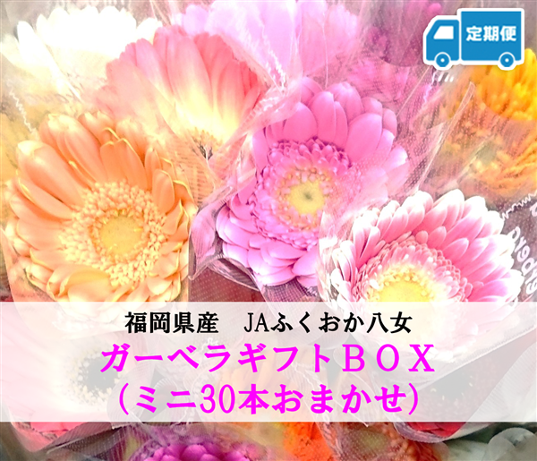 定期便】JAふくおか八女 ガーベラギフトＢＯＸ（ミニ30本おまかせ