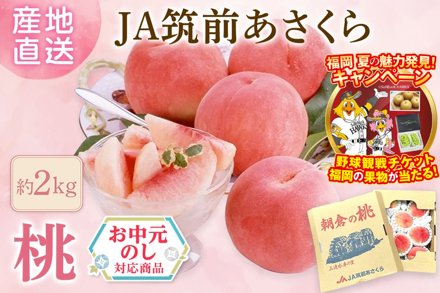 お中元】旬の桃 約2㎏ ◎JA筑前あさくら ※7月上旬～下旬出荷予定: 博多