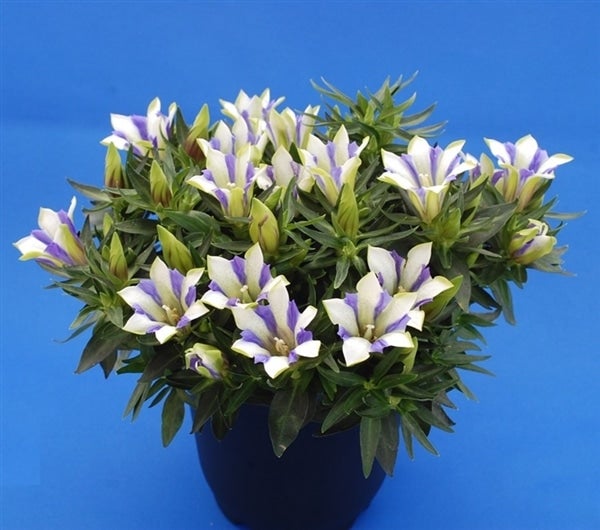 産地直送 通販 お取り寄せ 敬老の日 ｊａ筑前あさくら りんどう 心美白寿 博多うまかショップ ｊａタウン