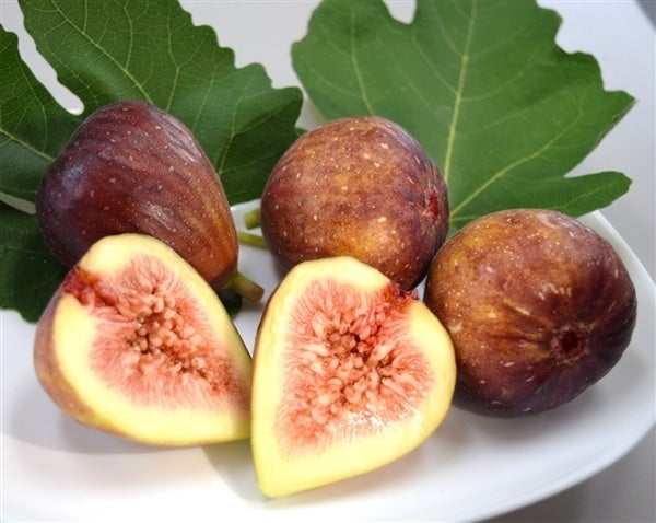 産地直送 通販 お取り寄せいちじく とよみつひめ 1 2kg 博多うまかショップ ｊａタウン