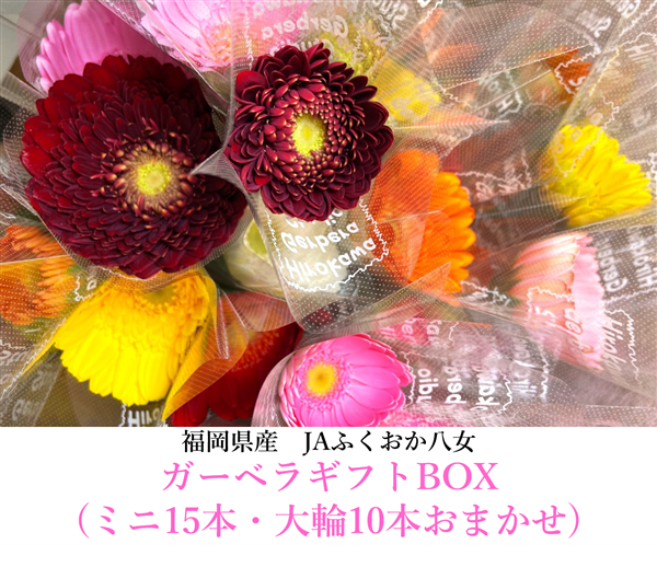 産地直送 通販 お取り寄せ 母の日 ガーベラギフトbox ミニ15本 大輪10本おまかせ 博多うまかショップ jaタウン 産地直送 通販 お取り寄せ 母の日 ガーベラギフトbox ミニ15本 大輪10本おまかせ 博多うまかショップ jaタウン