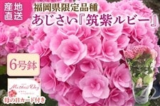 �S��2�����̔��J�n�I ���y��̓��z�����150�Z�b�g�� ������������������i��w�}�����r�[�x���A���@��5��7����Ĕz���\��