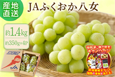�V���C���}�X�J�b�g ��1.4�s�i�i�{�[�����j��JA�ӂ����������@��7�����{�`8����{�o�ח\��