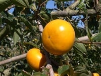 yuaXglpzi`ɂ@①xL`@5siԏGj1215`oח\