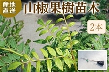 �R���ʎ��c��(2�{�j��11�����{�ȍ~���������\�� ���i�`��������߁i�ɂ��n��j