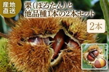 �I�i�ۂ낽��j�Ƒ��i��1�{��2�{�Z�b�g ��11�����{�ȍ~���������\�� ���i�`��������߁i�ɂ��n��j