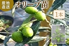 苗木・栽培セット|【JAタウン】産地直送 通販 お取り寄せ