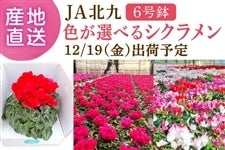 JAk FIׂVN@12/19oח\