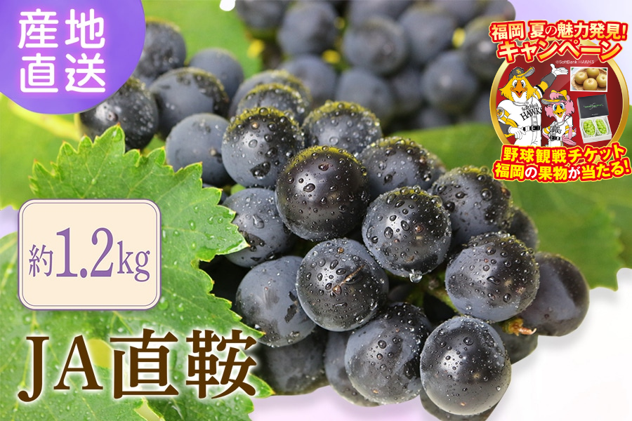 巨峰約1.2kg(種あり) ※7月上旬～順次発送予定 ◎JA直鞍: 博多うまか
