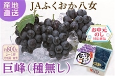 巨峰　出品　13個 お中元】巨峰（種なし） 約800g（化粧箱） ◎JAふくおか八女 ※7月上旬