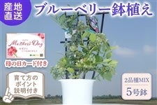 ���y��̓��z �����100�Z�b�g�� �u���[�x���[ ���A���@��5��7����Ĕ����\��