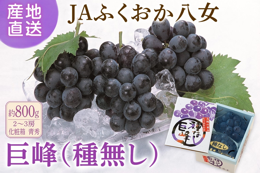 巨峰（種なし） 約1.4㎏ ◎JAふくおか八女 ※6月上旬～下旬順次発送予定