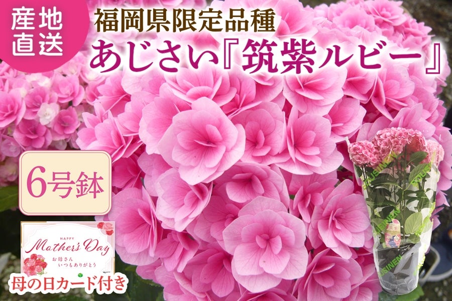 ���y��̓��z�����150�Z�b�g�� ������������������i��w�}�����r�[�x���A���@��5��7����Ĕz���\��