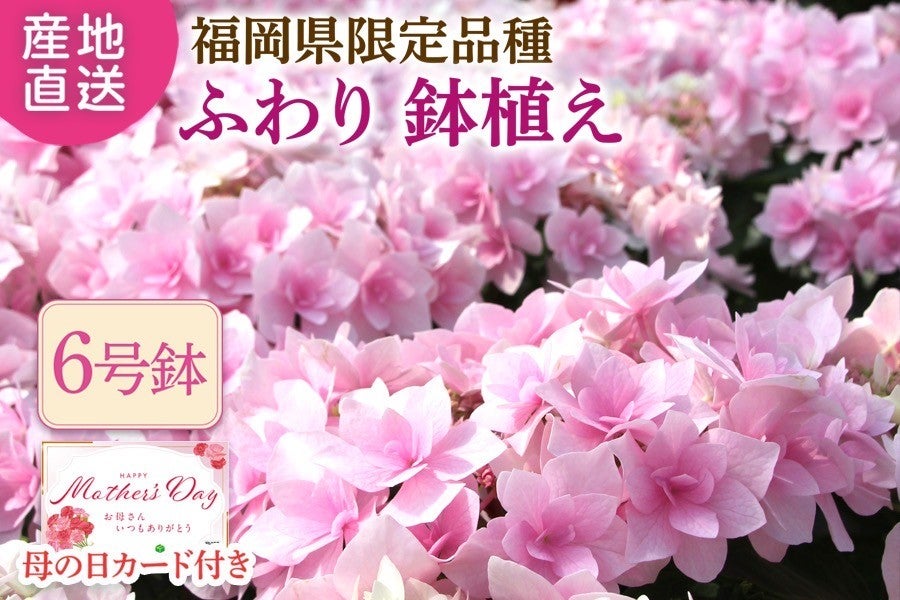 ���y��̓��z�����150�Z�b�g�� ���������������琬�V�i��w�ӂ��x���A���@��5��7����Ĕ����\��