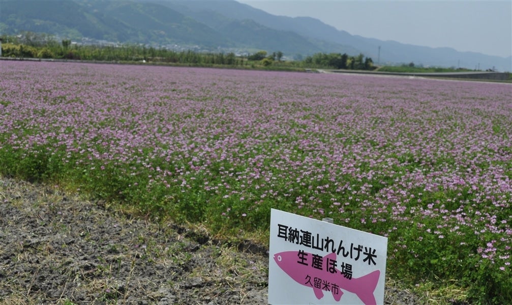〇「れんげ米」玄米 10㎏【特別栽培米・ひのひかり】福岡県にじ
