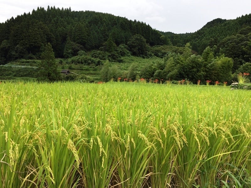 ●「ひのひかり」白米10s 福岡県にじ農協 令和7年産