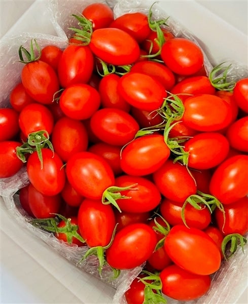 にじ農業協同組合|【ＪＡタウン】産地直送　あま～い）朝摘みアイコトマト　☆　通販　2kg　ミニトマト:　お取り寄せ