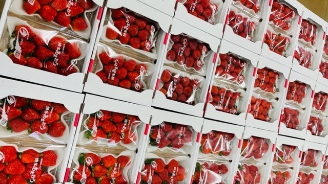 博多あまおう Gタイプ 270g×4【2025/1月～】: にじ農業協同組合