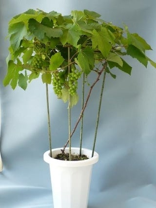 産地直送 通販 お取り寄せデラウェアぶどう 鉢植え7号鉢 にじ農業協同組合 ｊａタウン