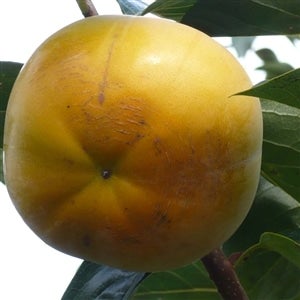 超大玉！【特選太秋柿秀品 木箱入り 】 2玉「太秋柿」5L以上 10/7頃