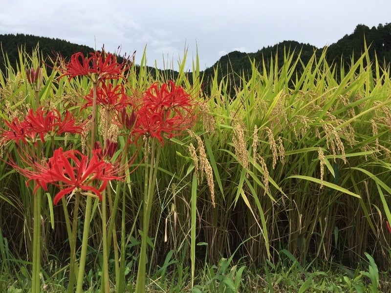 産地直送 通販 お取り寄せ令和3年産 ひのひかり米 ｋ 福岡県にじ農協 にじ農業協同組合 ｊａタウン
