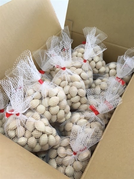 銀杏 5キロ 福岡県うきはの銀杏 5kg: にじ農業協同組合|【JAタウン】産地直送