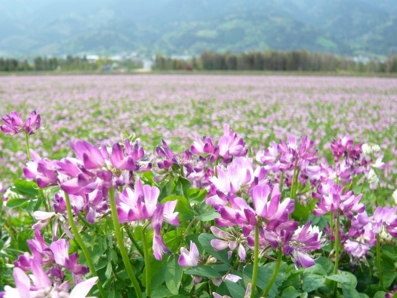 令和2年度産減農薬栽培 レンゲ米 玄米10キロ