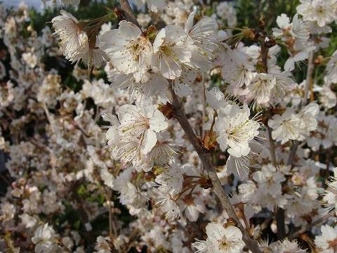 ○ 暖地さくらんぼ果樹苗木 1本(JA果樹苗祭り): にじ農業協同