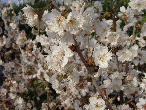 暖地さくらんぼ果樹苗木 1本(JA果樹苗祭り): にじ農業協同組合|【ＪＡ ...