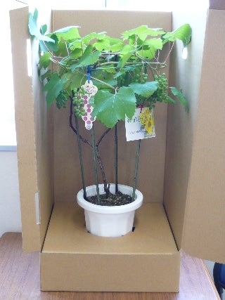 産地直送 通販 お取り寄せ 父の日 デラウェアぶどう 鉢植え6 12発送7号鉢 にじ農業協同組合 ｊａタウン