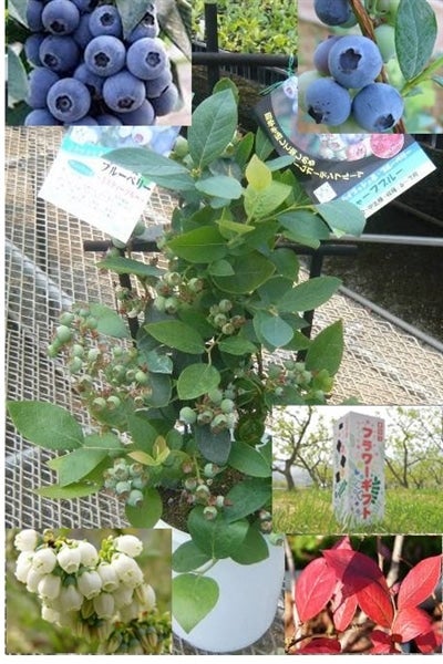 産地直送 通販 お取り寄せ 母の日 大実ブルーベリー鉢 2品種植え 2本植え 5 6一斉発送 にじ農業協同組合 jaタウン 産地直送 通販 お取り寄せ 母の日 大実ブルーベリー鉢 2品種植え 2本植え 5 6一斉発送 にじ農業協同組合 jaタウン